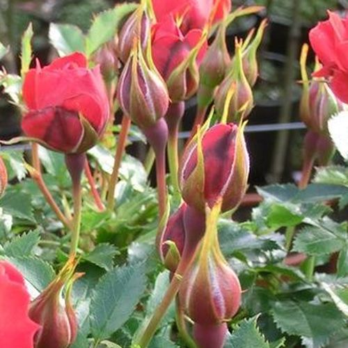 Rosa Limesglut™ - roșu - Trandafir copac cu trunchi înalt - cu flori mărunți - coroană curgătoare